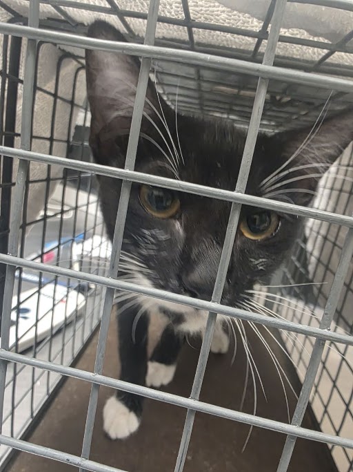 Shelter Stray Female Cat last seen E LAKE MEAD BLVD & N HOLLYWOOD BLVD, 655 N Mojave Rd, Las Vegas, NV 89101, USA