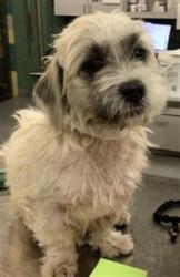 Shelter Stray Female Dog last seen TAHQUITZ/PALM, 581 S Grand Ave, San Jacinto, CA 92582, USA