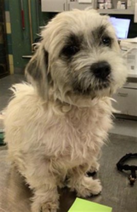 Shelter Stray Female Dog last seen TAHQUITZ/PALM, 581 S Grand Ave, San Jacinto, CA 92582, USA