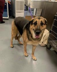 Shelter Stray Female Dog last seen Near BLOCK S SAN JACINTO ST, HEMET, CA, 581 S Grand Ave, San Jacinto, CA 92582, USA