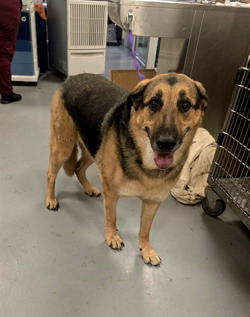 Shelter Stray Female Dog last seen Near BLOCK S SAN JACINTO ST, HEMET, CA, 581 S Grand Ave, San Jacinto, CA 92582, USA