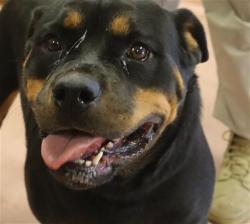 Shelter Stray Female Dog last seen Near BLOCK MARTHAN RD, 127 Humane Ln, Columbia, SC 29201, USA