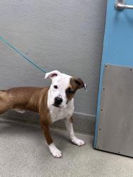Shelter Stray Male Dog last seen DROPPED AT SHETLER, 655 N Mojave Rd, Las Vegas, NV 89101, USA