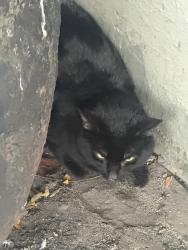 Found/Stray Unknown Cat last seen Boone slope, The Bronx, NY 10460