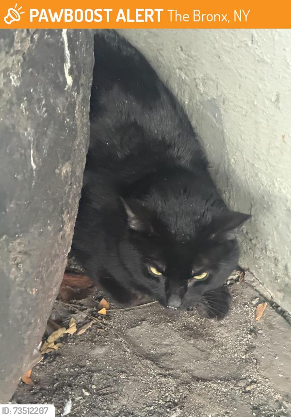 Found/Stray Unknown Cat last seen Boone slope, The Bronx, NY 10460
