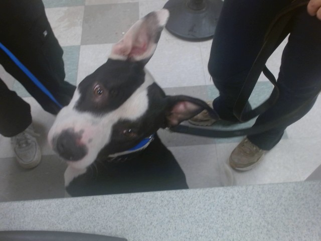 Shelter Stray Male Dog last seen RENO AVE & S MACARTHUR BLVD, 2811 SE 29th St, Oklahoma City, OK 73129, USA