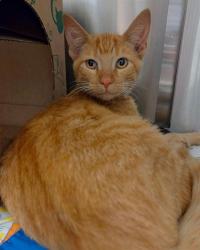 Shelter Stray Male Cat last seen Near BLOCK HADDEN DR/FARBER DR,63136, 10521 Baur Blvd, Olivette, MO 63132, USA