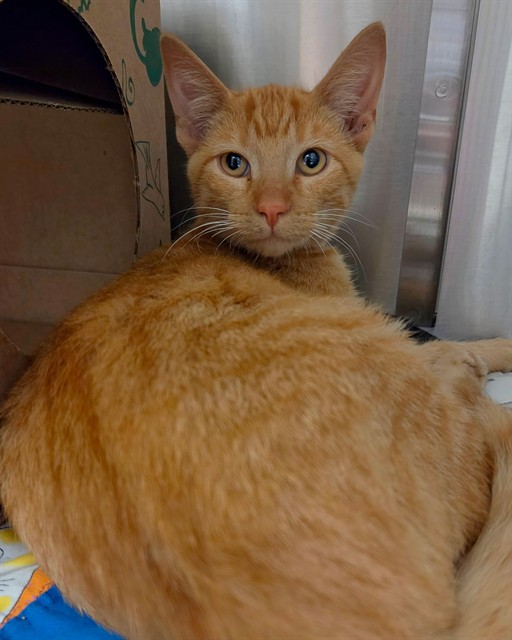 Shelter Stray Male Cat last seen Near BLOCK HADDEN DR/FARBER DR,63136, 10521 Baur Blvd, Olivette, MO 63132, USA