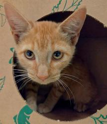 Shelter Stray Female Cat last seen Near BLOCK HADDEN DR/FARBER DR,63136, 10521 Baur Blvd, Olivette, MO 63132, USA