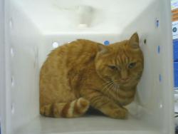 Shelter Stray Male Cat last seen Near BLOCK BROADWAY BLVD SE, 8920 Lomas Blvd NE, Albuquerque, NM 87112, USA