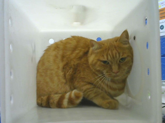Shelter Stray Male Cat last seen Near BLOCK BROADWAY BLVD SE, 8920 Lomas Blvd NE, Albuquerque, NM 87112, USA