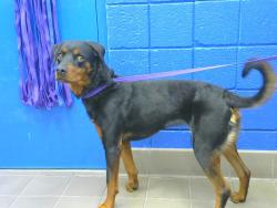 Shelter Stray Female Dog last seen Near BLOCK GIBSON BLVD SE, 8920 Lomas Blvd NE, Albuquerque, NM 87112, USA
