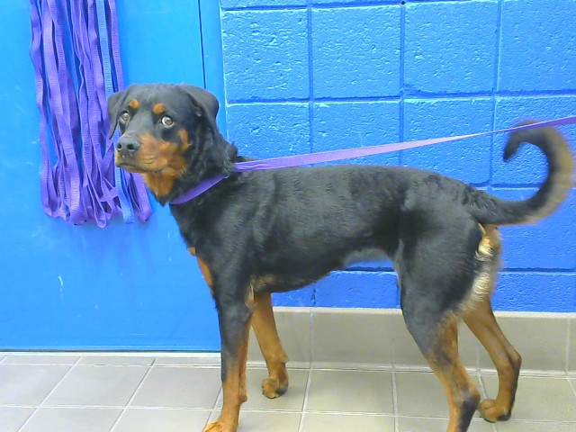 Shelter Stray Female Dog last seen Near BLOCK GIBSON BLVD SE, 8920 Lomas Blvd NE, Albuquerque, NM 87112, USA