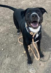 Shelter Stray Male Dog last seen , 8920 Lomas Blvd NE, Albuquerque, NM 87112, USA