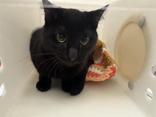 Shelter Stray Male Cat last seen Near BLOCK W LAWRENCE AVE, 3839 W Burnham St, West Milwaukee, WI 53215, USA