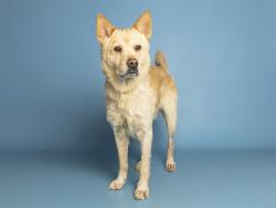 Shelter Stray Male Dog last seen 387TH / FOREST GROVE, 5501 E Van Buren St, Phoenix, AZ 85008, USA