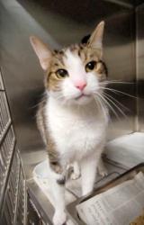 Shelter Stray Male Cat last seen , 1850 W 60th St, Los Angeles, CA 90047, USA