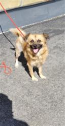 Shelter Stray Female Dog last seen , 1850 W 60th St, Los Angeles, CA 90047, USA