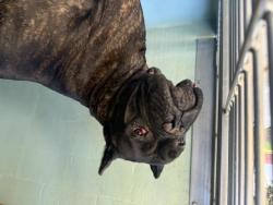 Shelter Stray Male Dog last seen MAGNET/BOSQUE, 92618, 6443 Oak Canyon, Irvine, CA 92618, USA