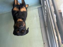 Shelter Stray Unknown Dog last seen MAGNET/BOSQUE, 92618, 6443 Oak Canyon, Irvine, CA 92618, USA