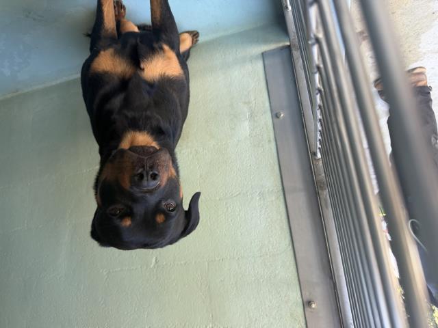 Shelter Stray Unknown Dog last seen MAGNET/BOSQUE, 92618, 6443 Oak Canyon, Irvine, CA 92618, USA