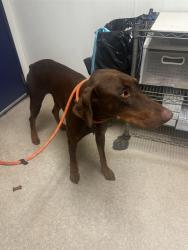 Shelter Stray Male Dog last seen Near ROGERS ST, BAKERSFIELD CA 93308, 3951 Fruitvale Ave, Bakersfield, CA 93308, USA