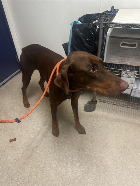 Shelter Stray Male Dog last seen Near ROGERS ST, BAKERSFIELD CA 93308, 3951 Fruitvale Ave, Bakersfield, CA 93308, USA