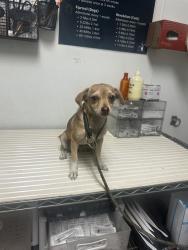 Shelter Stray Female Dog last seen Near ROGERS ST, BAKERSFIELD CA 93308, 3951 Fruitvale Ave, Bakersfield, CA 93308, USA