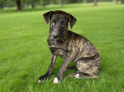 Shelter Stray Female Dog last seen , 38550 Sierra Hwy, Palmdale, CA 93550, USA