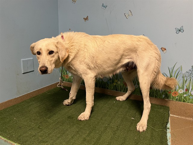 Shelter Stray Female Dog last seen , 38550 Sierra Hwy, Palmdale, CA 93550, USA