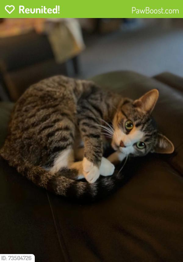 Reunited Female Cat last seen 18th and E street, Merced, CA 95340