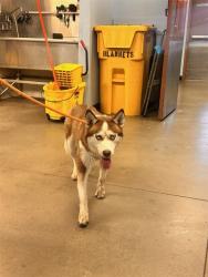 Shelter Stray Female Dog last seen W JACKSON ST AND S 21ST AVE, 2500 S 27th Ave, Phoenix, AZ 85009, USA