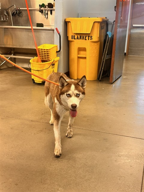 Shelter Stray Female Dog last seen W JACKSON ST AND S 21ST AVE, 2500 S 27th Ave, Phoenix, AZ 85009, USA