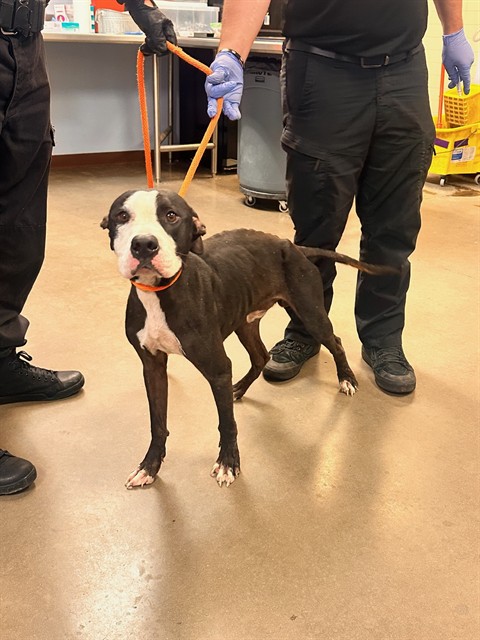 Shelter Stray Male Dog last seen 55TH AVE AND LUKE AVE, 2500 S 27th Ave, Phoenix, AZ 85009, USA
