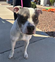 Shelter Stray Female Dog last seen 162ND LN AND DESERT BLOOM ST, 2500 S 27th Ave, Phoenix, AZ 85009, USA