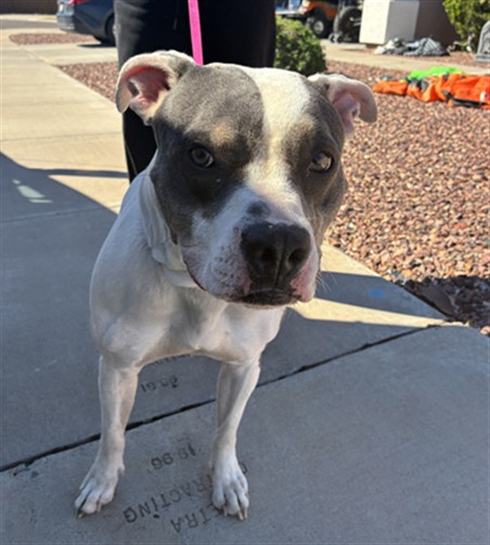 Shelter Stray Female Dog last seen 162ND LN AND DESERT BLOOM ST, 2500 S 27th Ave, Phoenix, AZ 85009, USA