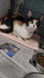 Shelter Stray Female Cat last seen , 4275 Elton St, Baldwin Park, CA 91706, USA