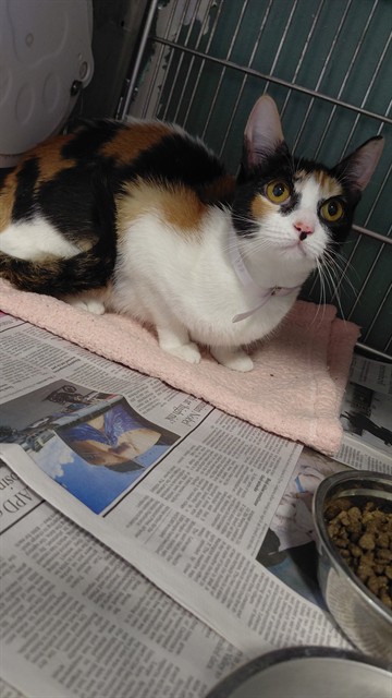 Shelter Stray Female Cat last seen , 4275 Elton St, Baldwin Park, CA 91706, USA