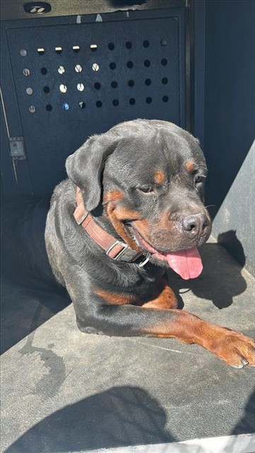 Shelter Stray Male Dog last seen , 4275 Elton St, Baldwin Park, CA 91706, USA