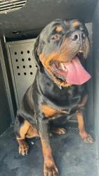 Shelter Stray Male Dog last seen , 4275 Elton St, Baldwin Park, CA 91706, USA