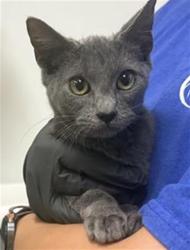 Shelter Stray Male Cat last seen , 600 Aviation Dr, Camarillo, CA 93010, USA