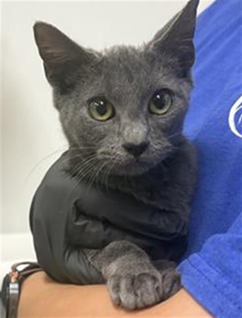 Shelter Stray Male Cat last seen , 600 Aviation Dr, Camarillo, CA 93010, USA
