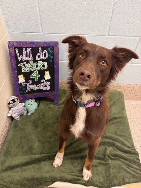 Shelter Stray Female Dog last seen Near BLOCK NIAGARA ST, 12155 Park Blvd, Brighton, CO 80601, USA