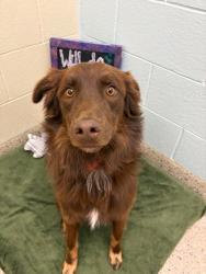 Shelter Stray Male Dog last seen Near BLOCK NIAGARA ST, 12155 Park Blvd, Brighton, CO 80601, USA