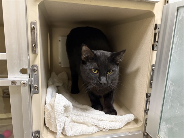 Shelter Stray Male Cat last seen Near BLOCK N STEELE ST, DENVER CO 80216, 1241 W Bayaud Ave, Denver, CO 80223, USA