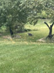Found/Stray Unknown Cat last seen Laurel hill elementary school, Lorton, VA 22079