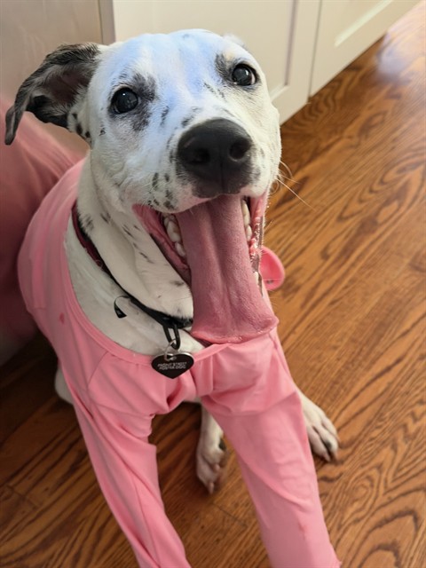 Shelter Stray Female Dog last seen BRANCH ST & ELEANOR AVE, 2127 Front St, Sacramento, CA 95818, USA