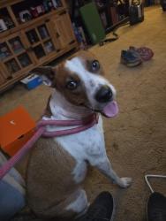 Reunited Female Dog last seen Reno and Czech hall rd, Yukon, OK 73099