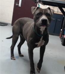 Shelter Stray Male Dog last seen Near BLOCK EMORY CT, FAYETTEVILLE NC 28311, 4704 Corporation Dr, Fayetteville, NC 28306, USA