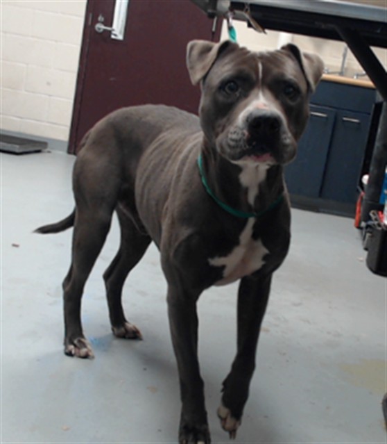 Shelter Stray Male Dog last seen Near BLOCK EMORY CT, FAYETTEVILLE NC 28311, 4704 Corporation Dr, Fayetteville, NC 28306, USA